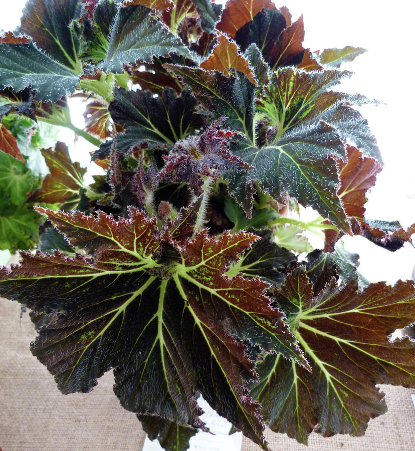 Begonia 'Palomar Prince' by Toni Leland Begonia 'Palomar Prince' by Toni Leland