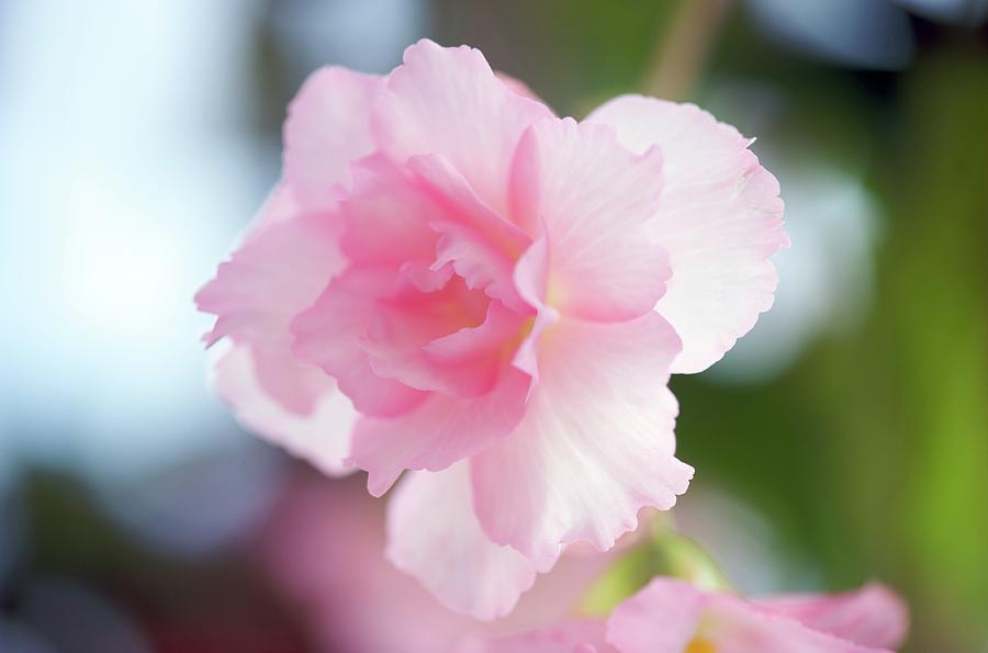 Begonia Sakura-color Photograph by I Love Photo And Apple.