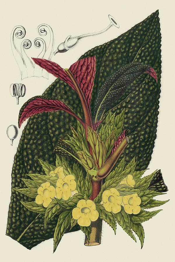 Flower Painting - Begonia Varieties II by Stroobant
