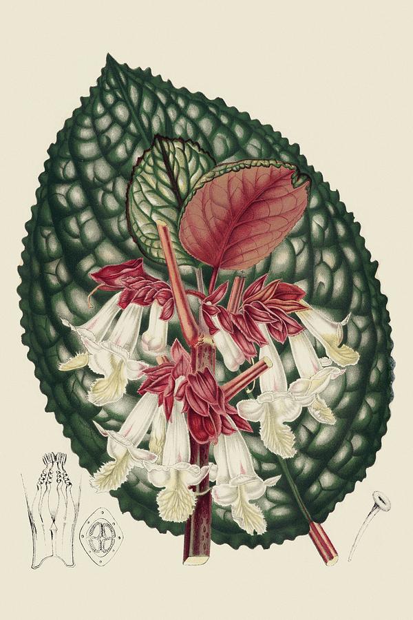 Flower Painting - Begonia Varieties IIi by Stroobant