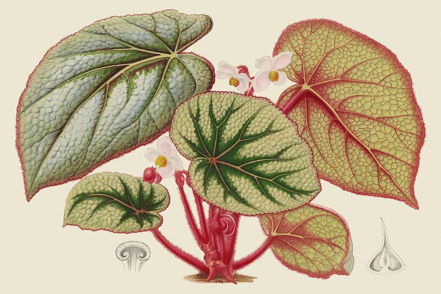 Flower Painting - Begonia Varieties Iv by Stroobant