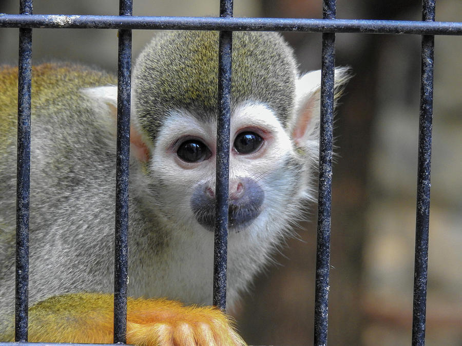 Behind Bars Photograph by Lisa Crawford | Fine Art America