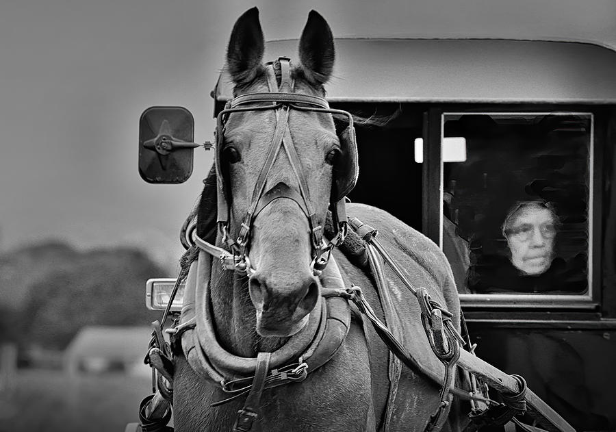 Horse Photograph - Behind The Eisenglass Window by Jane Lyons
