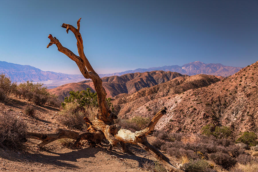 Behold, a Dead Tree Photograph by ProPeak Photography