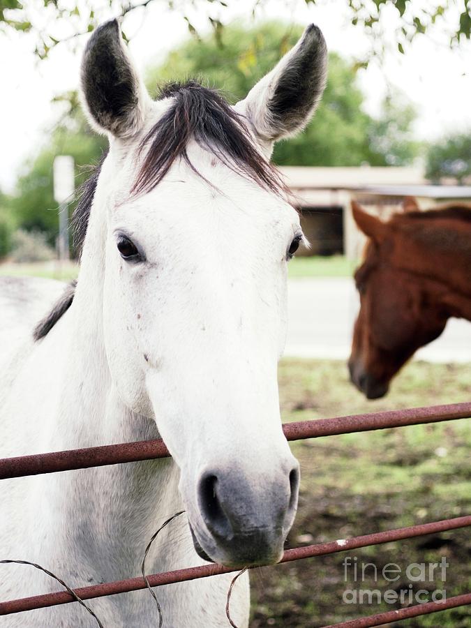 Horse Photograph - Behold a Pale Horse Color by Bitcoin Giraffe