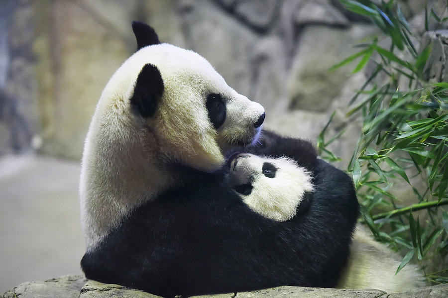 Bei Bei Photograph by The Washington Post