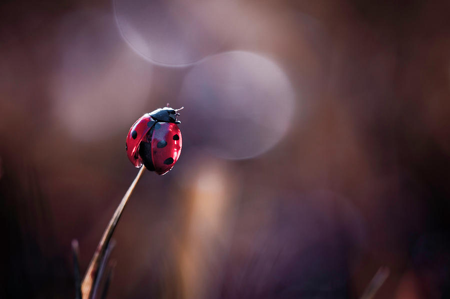Ladybug Photograph - Being Thankful For Nature\'s Bounty by Fabien Bravin