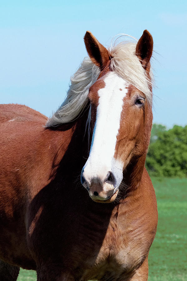 Belgian Horse 041925 by Rospotte Photography Belgian Horse 041925 by Rospotte Photography