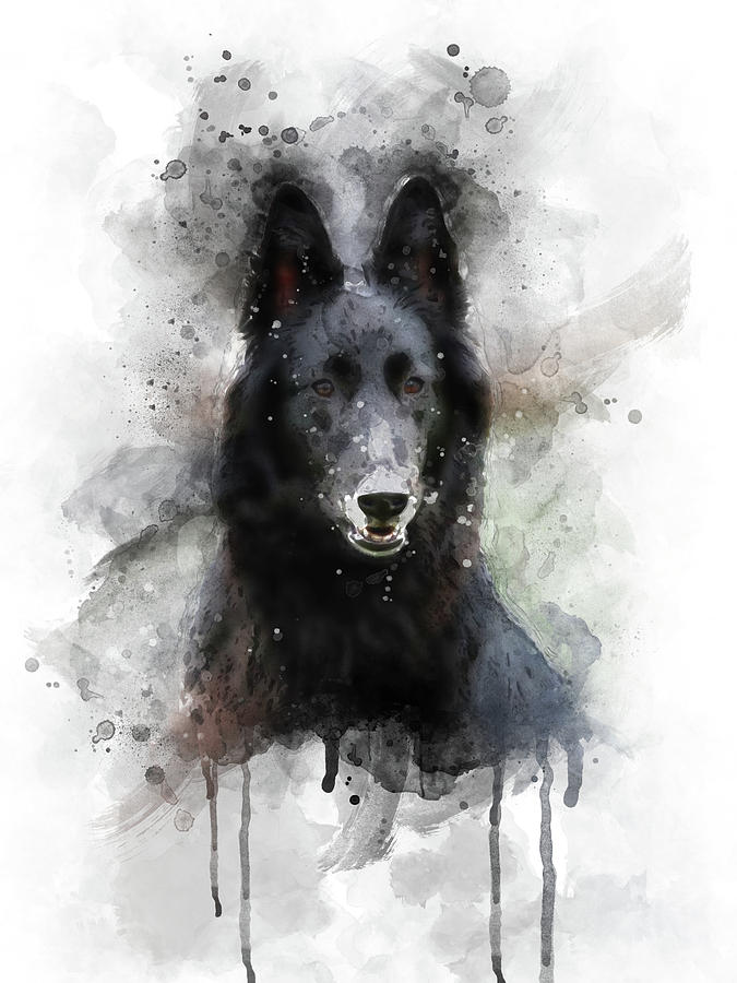 Belgian Shepherd Digital Art