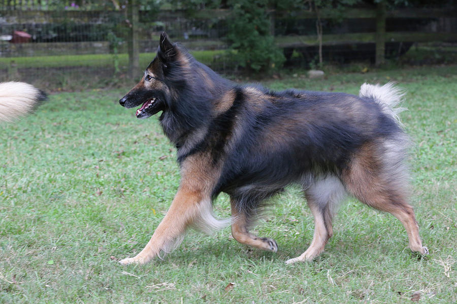 Belgian Tervurens Shepherd 04 Photograph by Bob Langrish - Fine Art America