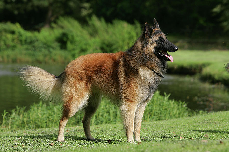 Belgian Tervurens Shepherd 17 Photograph by Bob Langrish - Fine Art America