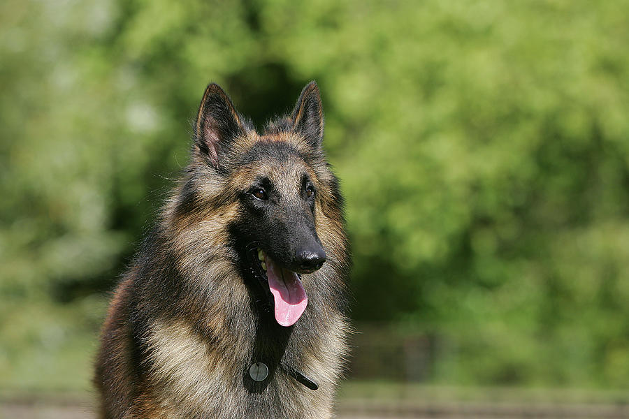 Belgian Tervurens Shepherd 18 Photograph by Bob Langrish | Fine Art America