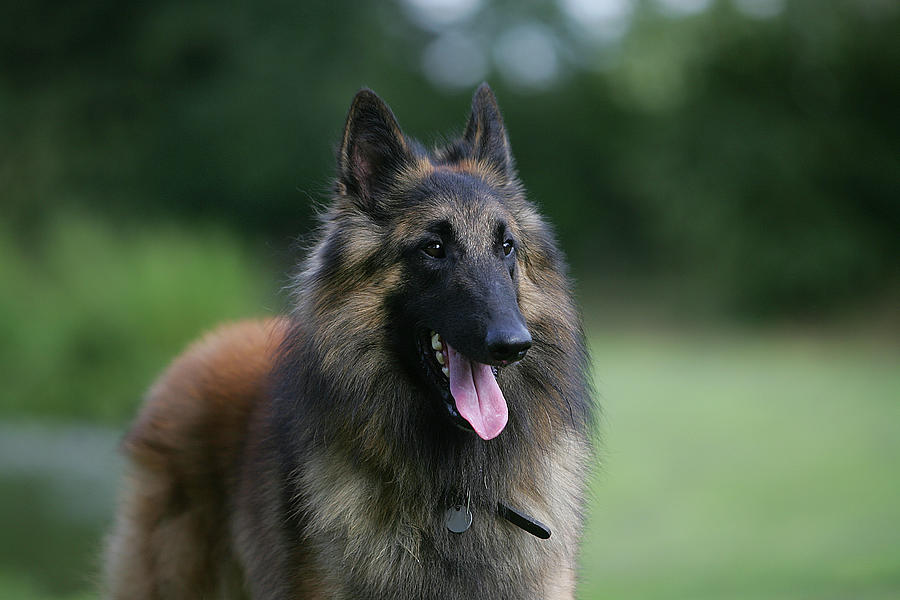 Belgian Tervurens Shepherd 19 Photograph by Bob Langrish - Pixels