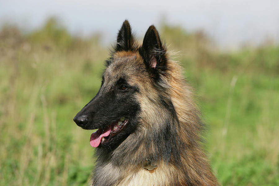 Belgian Tervurens Shepherd 20 Photograph by Bob Langrish | Fine Art America