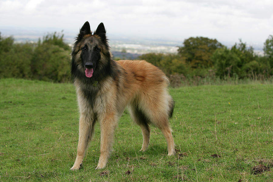 Belgian Tervurens Shepherd 22 Photograph by Bob Langrish | Fine Art America