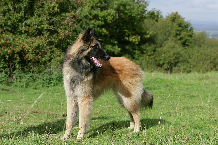 Belgian Tervurens Shepherd 23 Photograph by Bob Langrish - Fine Art America