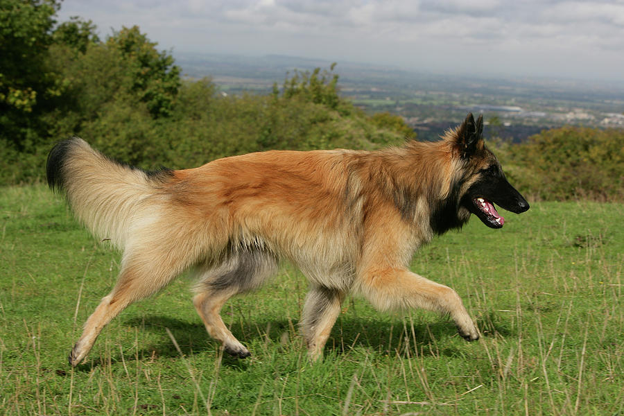 Belgian Tervurens Shepherd 24 Photograph by Bob Langrish - Fine Art America