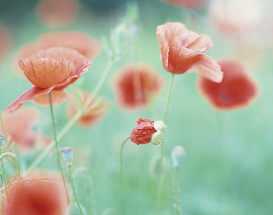 Belgium, Ardennes, Corn Poppies On Photograph by Eschcollection