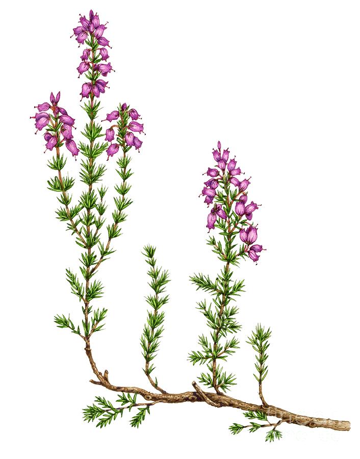 Bell Heather (erica Cinerea) Photograph by Lizzie Harper/science Photo ...