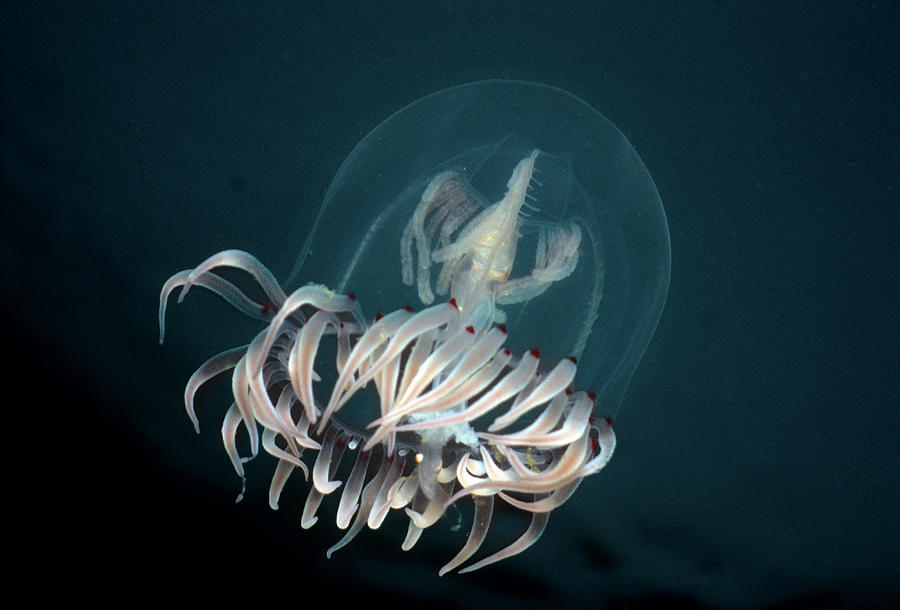 Bell Medusa Polyorchis Penicillatus Photograph by Jeff Rotman Bell Medusa Polyorchis Penicillatus Photograph by Jeff Rotman