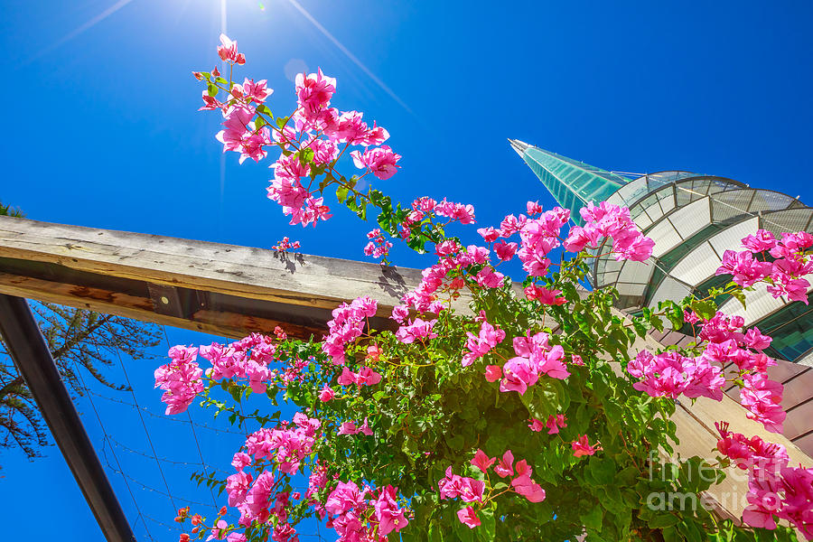 Bell Tower flowers Photograph by Benny Marty