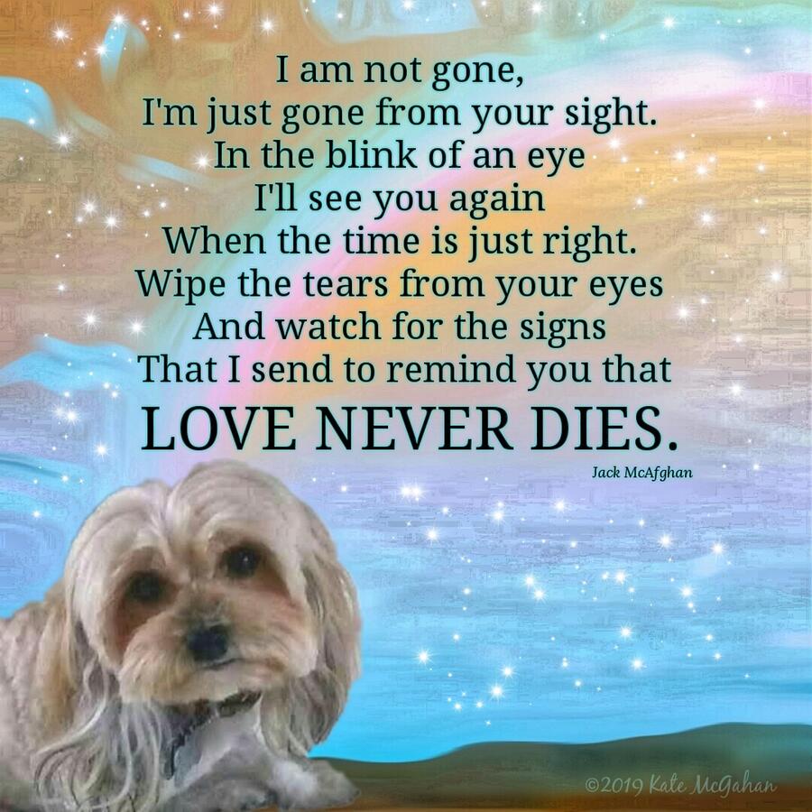Canine Digital Art - Bella Boo Love Never Dies by Kate McGahan Canine Digital Art - Bella Boo Love Never Dies by Kate McGahan