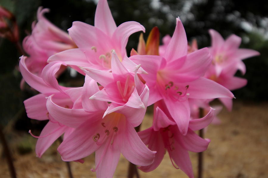 Belladonna Lilies Photograph by Nicholas Miller - Fine Art America