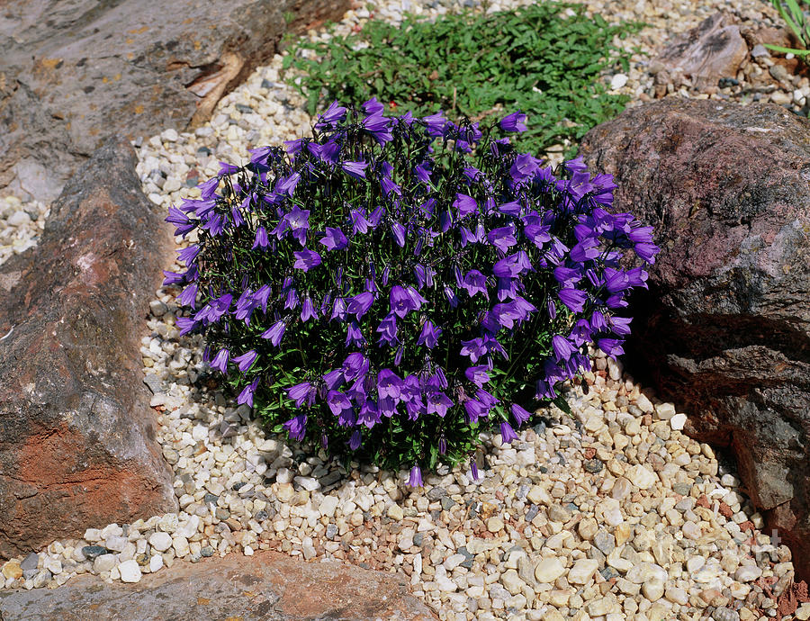 Bellflowers by Geoff Kidd/science Photo Library