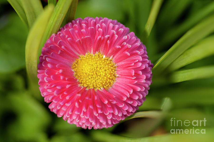 Bellis daisy flower close up in spring time Photograph by Simon Bratt