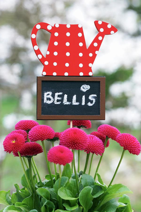 Bellis With Decorative Sign Photograph by Angelica Linnhoff