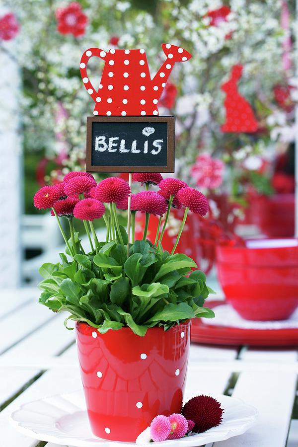 Bellis With Name Tag In Polka Dotted Pot Photograph by Angelica Linnhoff
