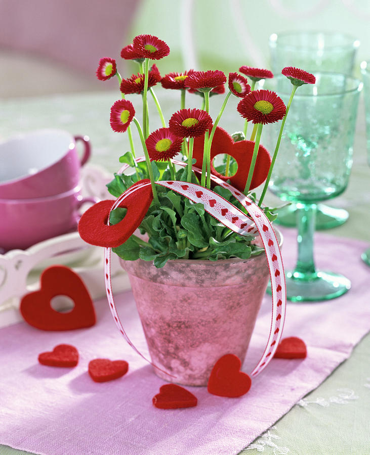 Bellis With Red Felt Hearts And Deco Ribbon With Heart Motifs Photograph by Friedrich Strauss
