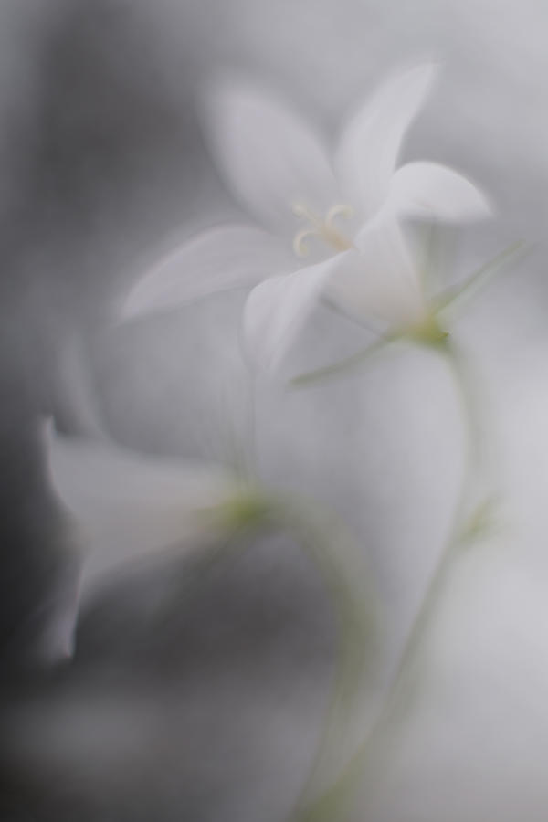 Flower Photograph - Bells by Doris Reindl