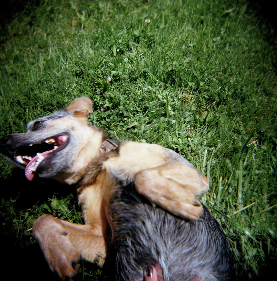 Belly Rub Dog Photograph by Photo By Krystal South