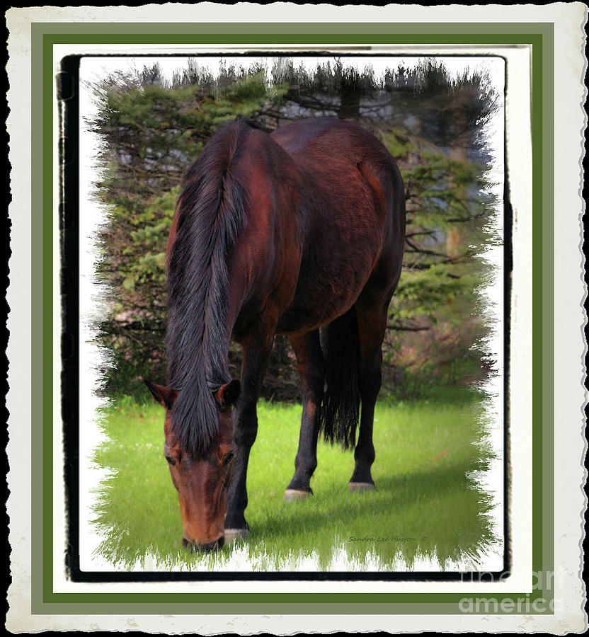 Beloved Horse Photograph by Sandra Huston