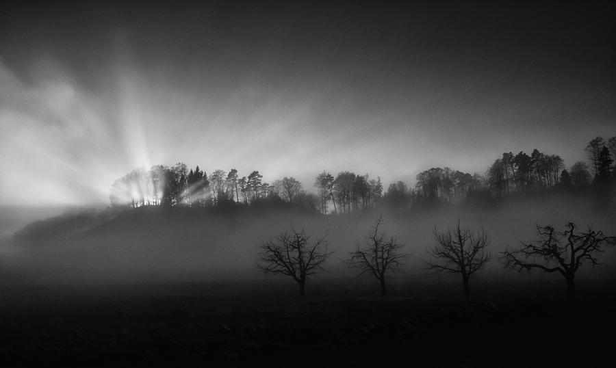 Tree Photograph - Belpberg - Sunny And Foggy by Nic Keller