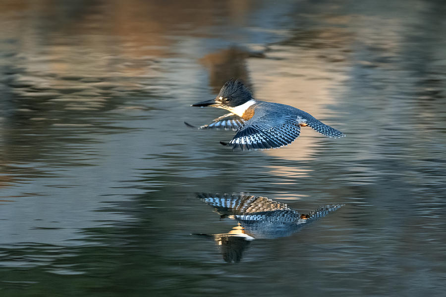 Kingfisher Photograph - Belt Kingfisher by Jian Xu
