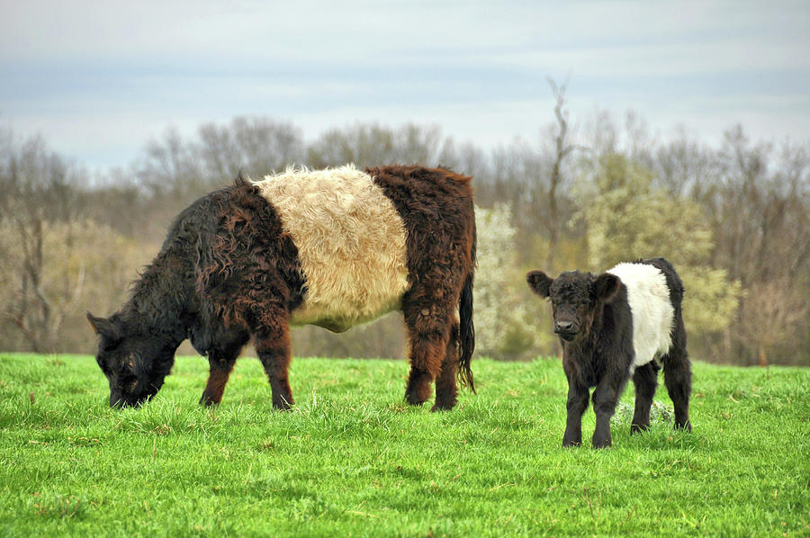 Belted Galloway Photograph by JAMART Photography