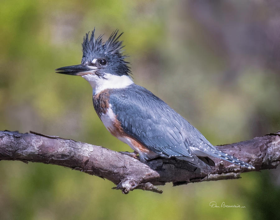 Belted Kingfisher 0591 Photograph by Dan Beauvais