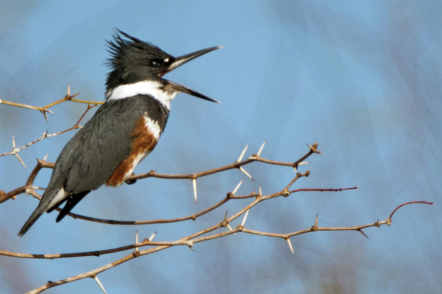 Belted Kingfisher 4583-021619 Photograph by Tam Ryan