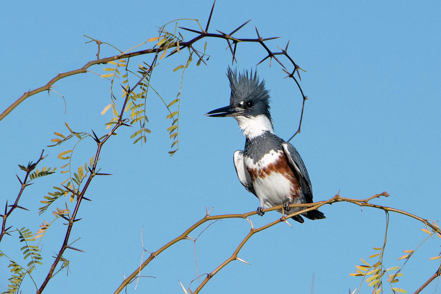 Belted Kingfisher 9296-123018-1 Photograph by Tam Ryan
