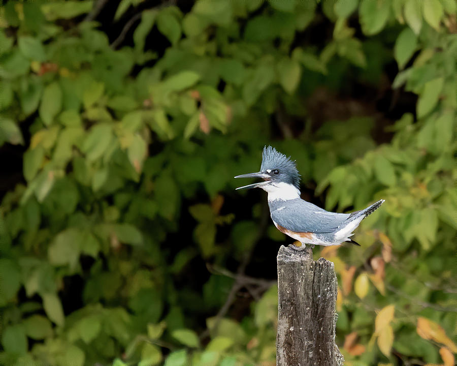 Belted Kingfisher calling Photograph by Jack Nevitt
