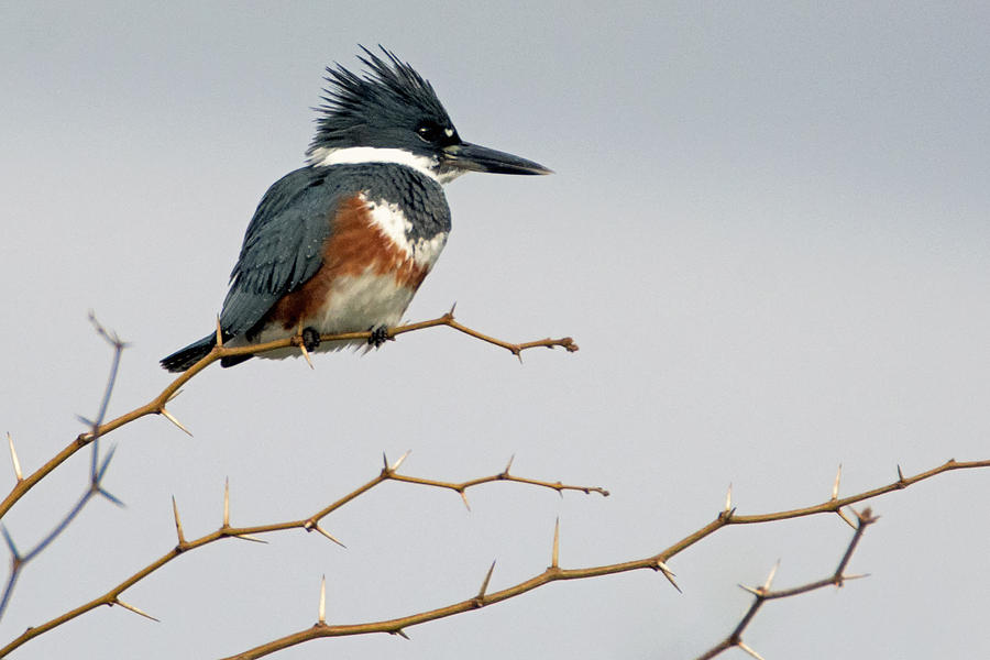 Belted Kingfisher Female 1043-011419 Photograph by Tam Ryan