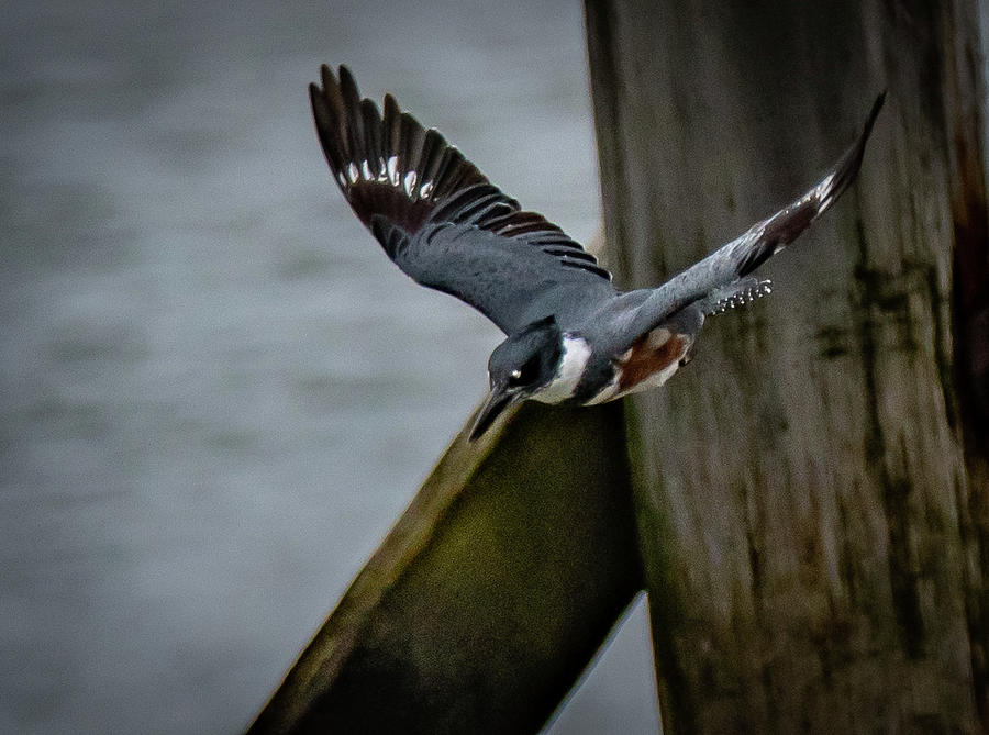 Belted Kingfisher flying dive Photograph by Hershey Art Images