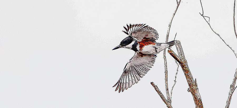 Belted Kingfisher Digital Art by Gene Bollig