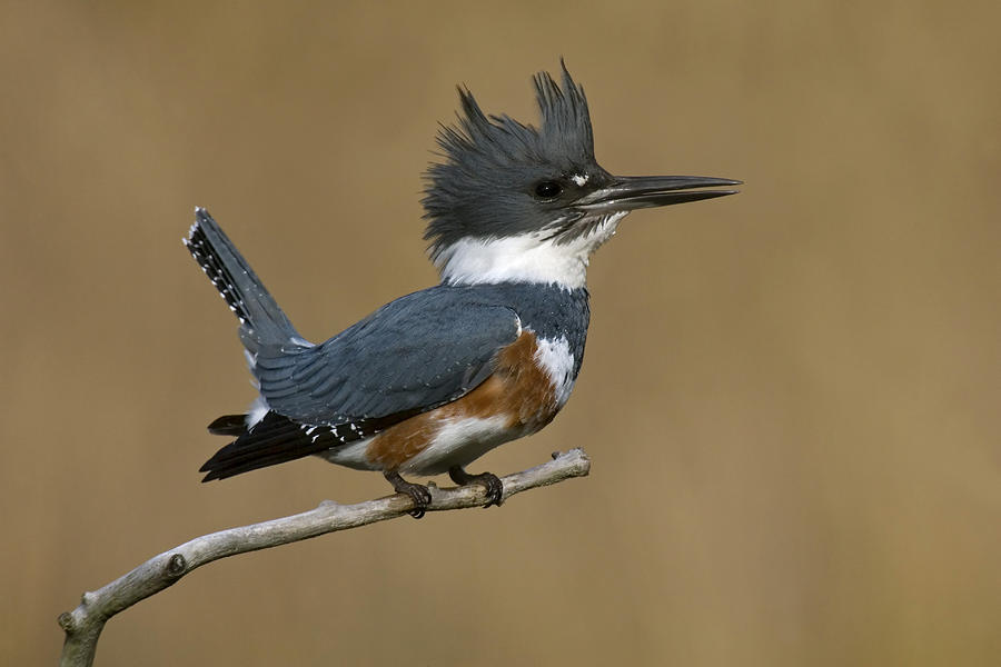 Belted Kingfisher Photograph by James Zipp