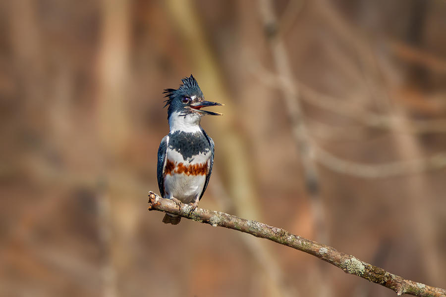 Belted Kingfisher Photograph by Jian Xu