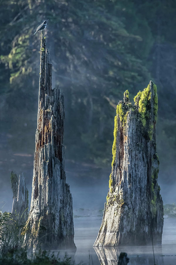 Belted Kingfisher on a Snag at Trillium Lake by Belinda Greb Belted Kingfisher on a Snag at Trillium Lake by Belinda Greb
