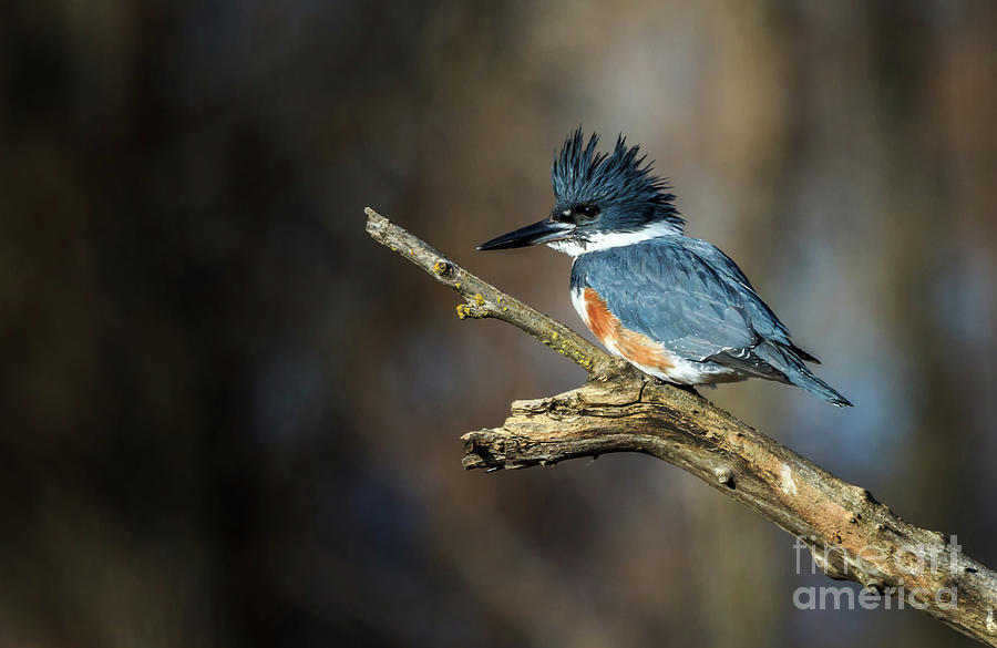Belted Kingfisher Photograph by Paul Gillham