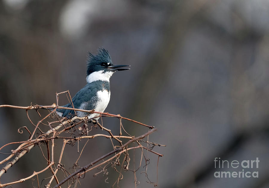 Belted KingFisher Photograph by Sam Rino